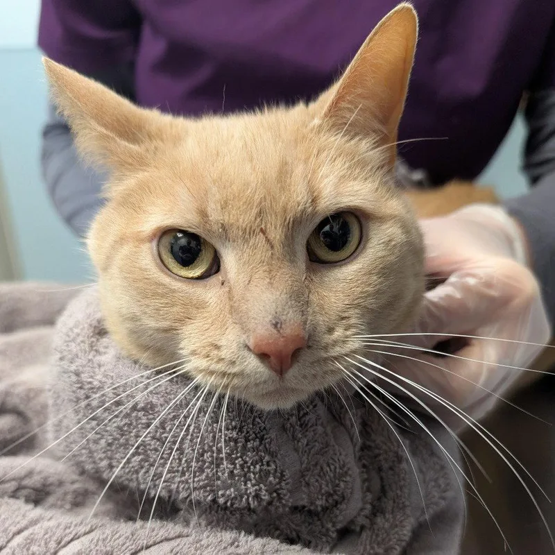 An adult medium-sized male Domestic Short Hair cat named Melvin for adoption in New Castle, DE