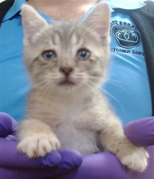 A baby small-sized female Domestic Short Hair cat named Bibi for adoption in Miami, FL