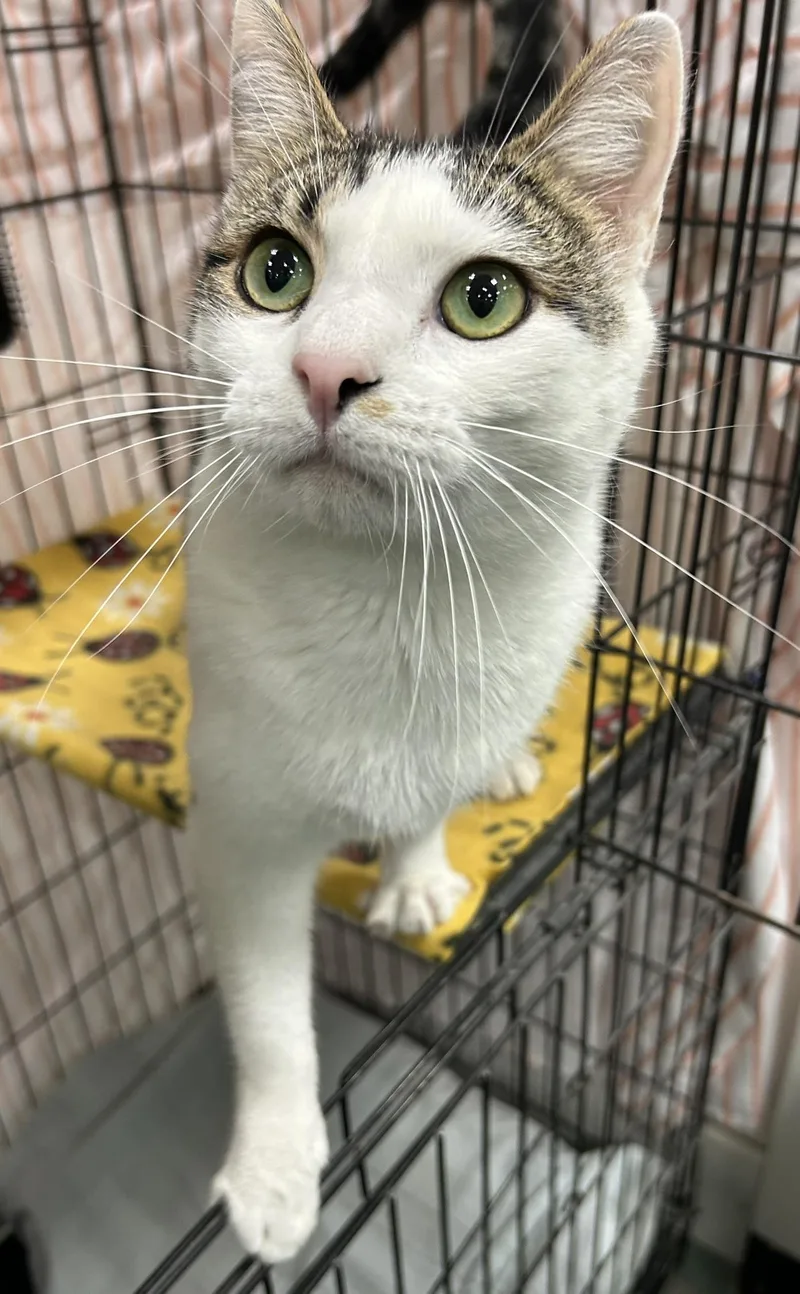 A young medium-sized male Tabby (Brown / Chocolate) Domestic Short Hair cat named Colton for adoption in Mokena, IL