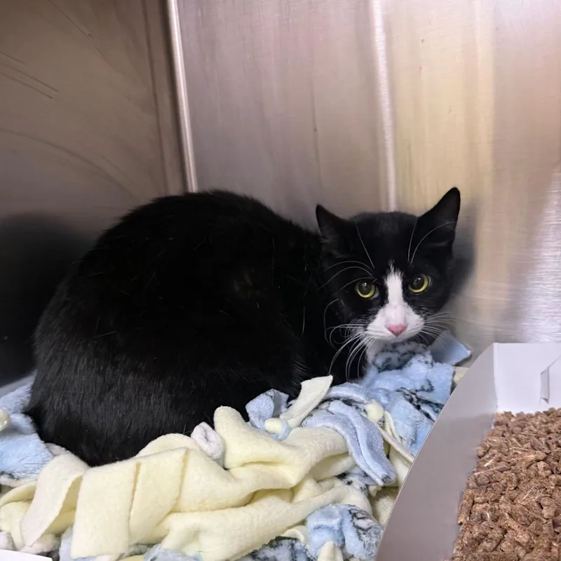 An adult medium-sized female Black Domestic Short Hair cat named Little Bit for adoption in Perkiomenville, PA
