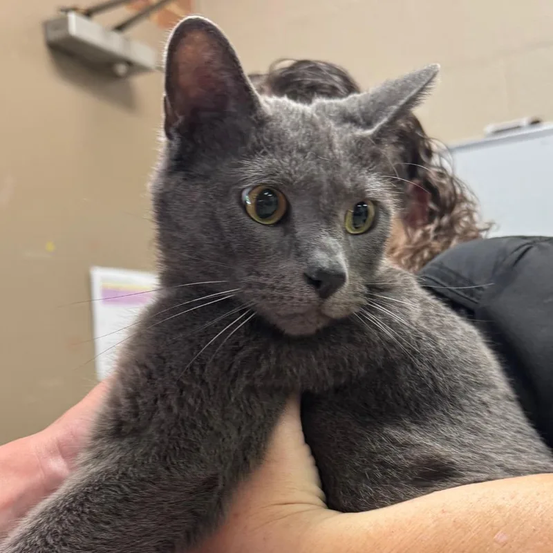 An adult large-sized male Gray / Blue / Silver Domestic Short Hair cat named Astro for adoption in Birmingham, AL