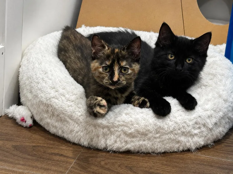 A baby small-sized female Black Domestic Long Hair cat named Eve and Stella for adoption in Brighton, MI