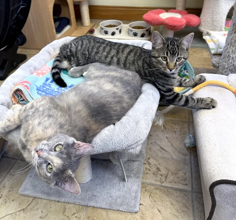 Friskies thumbnail 2