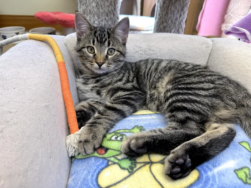 Friskies thumbnail 3