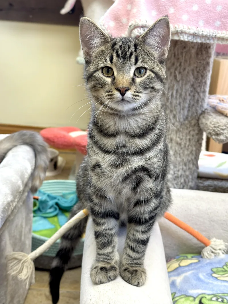 Friskies thumbnail 4