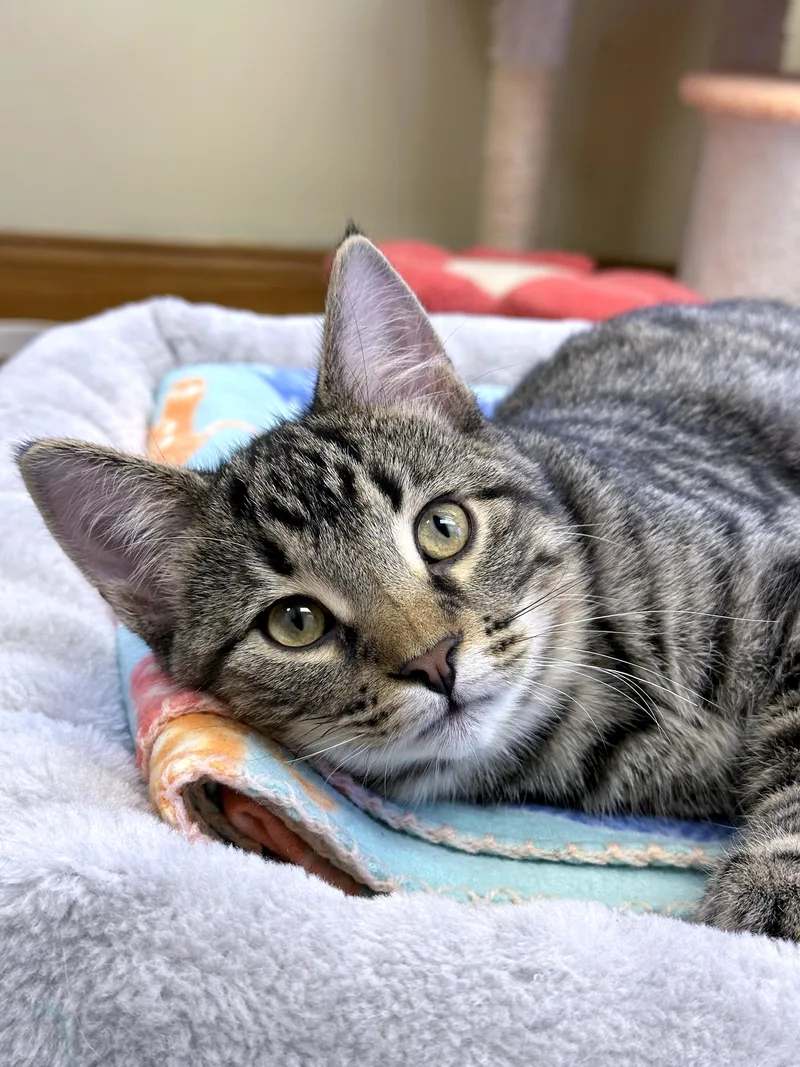 Friskies thumbnail 5