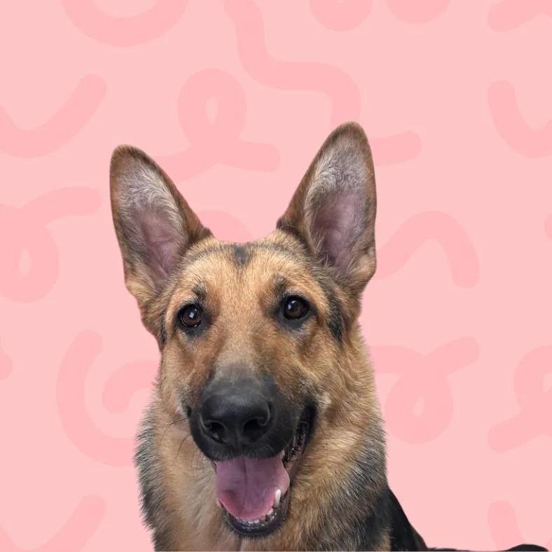 Bella thumbnail 3