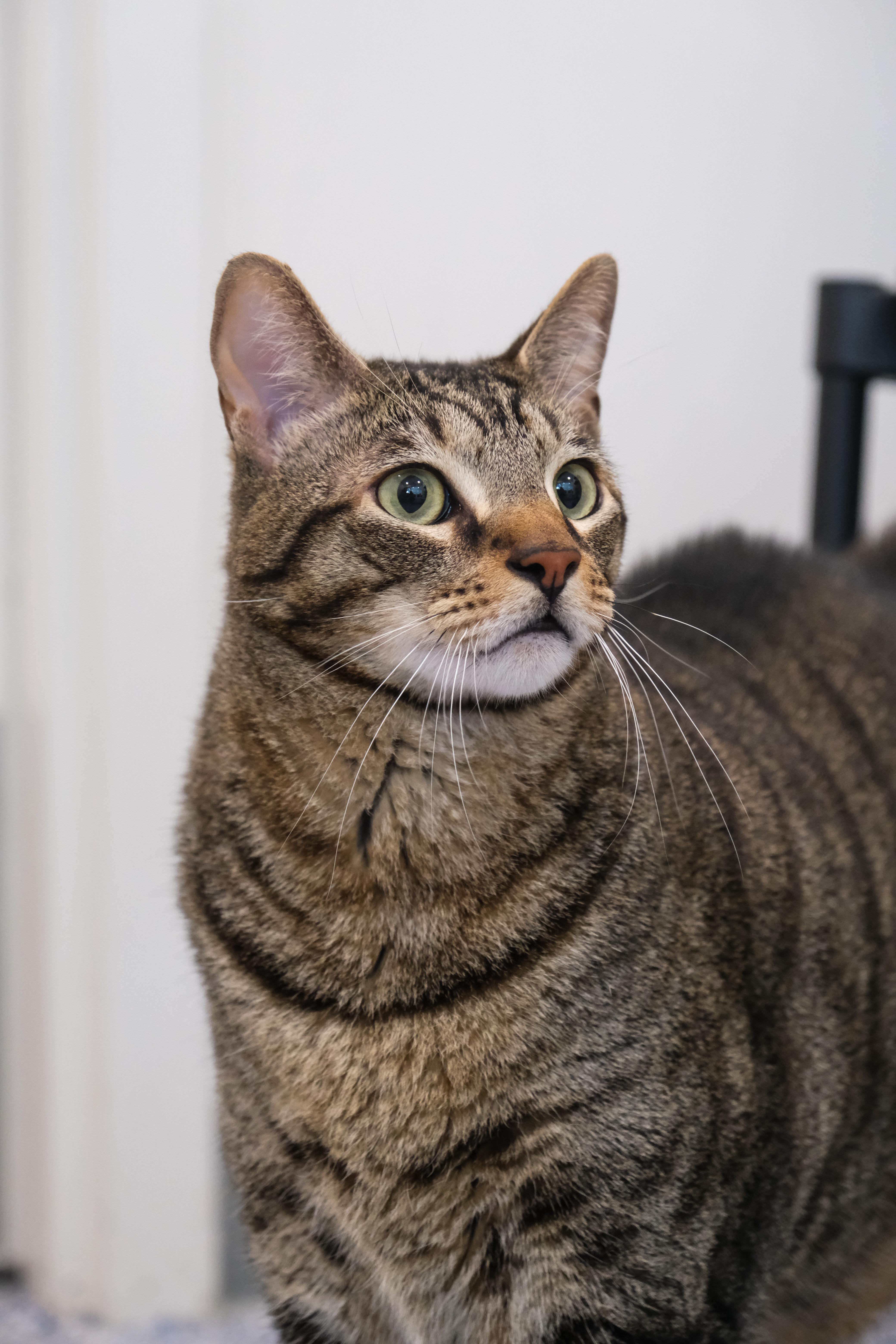 An adult extra large-sized male Domestic Short Hair cat named Sunny for adoption in Newport Beach, CA