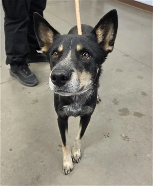 A young large-sized female Australian Kelpie dog named Sweetie for adoption in Mesa, AZ