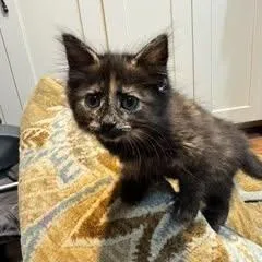 A baby medium-sized female Black Domestic Medium Hair cat named Chili & Jane BONDED for adoption in Herndon, VA