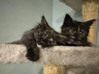 Chili & Jane BONDED thumbnail 3