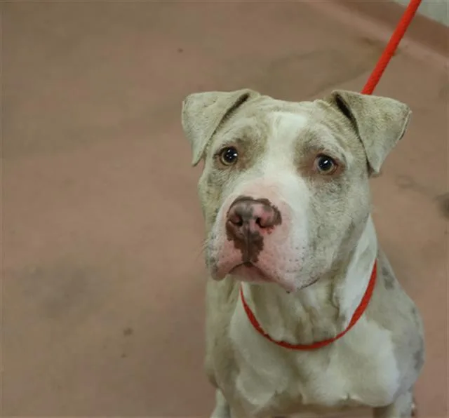 An adult medium-sized male Mixed Breed dog named Blue for adoption in Columbia, SC