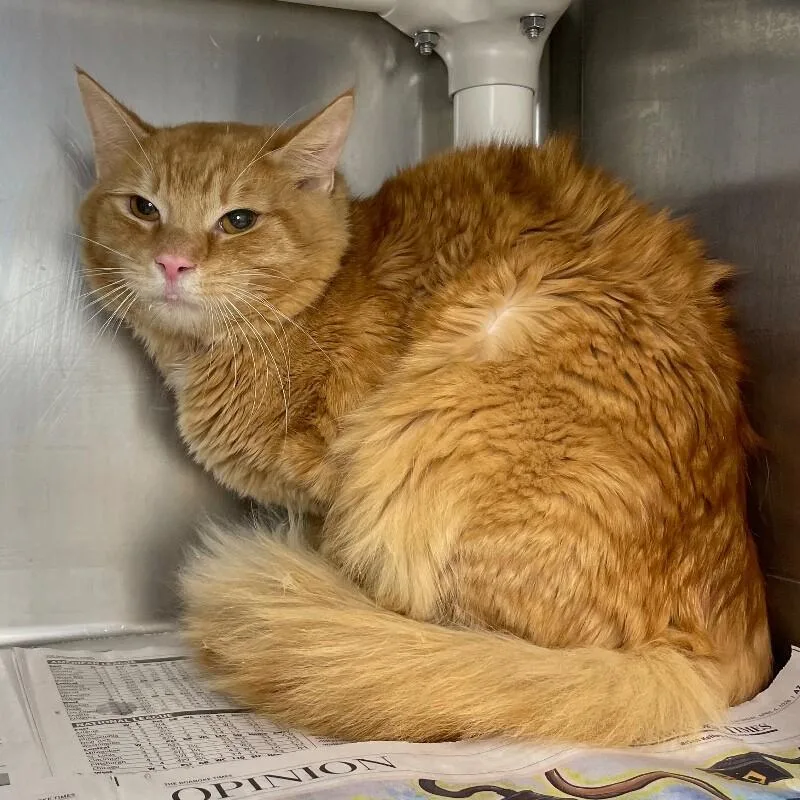 An adult medium-sized male Domestic Medium Hair cat named Jj for adoption in Roanoke, VA