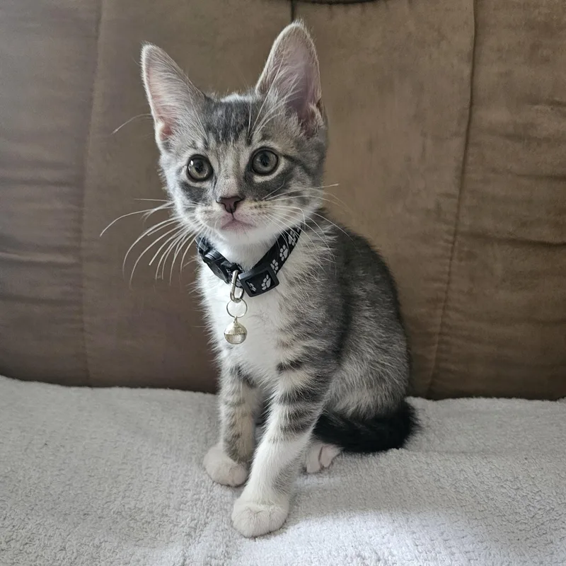 A baby small-sized male Tabby (Gray / Blue / Silver) Domestic Short Hair cat named Lazy Boy for adoption in Bryan, TX