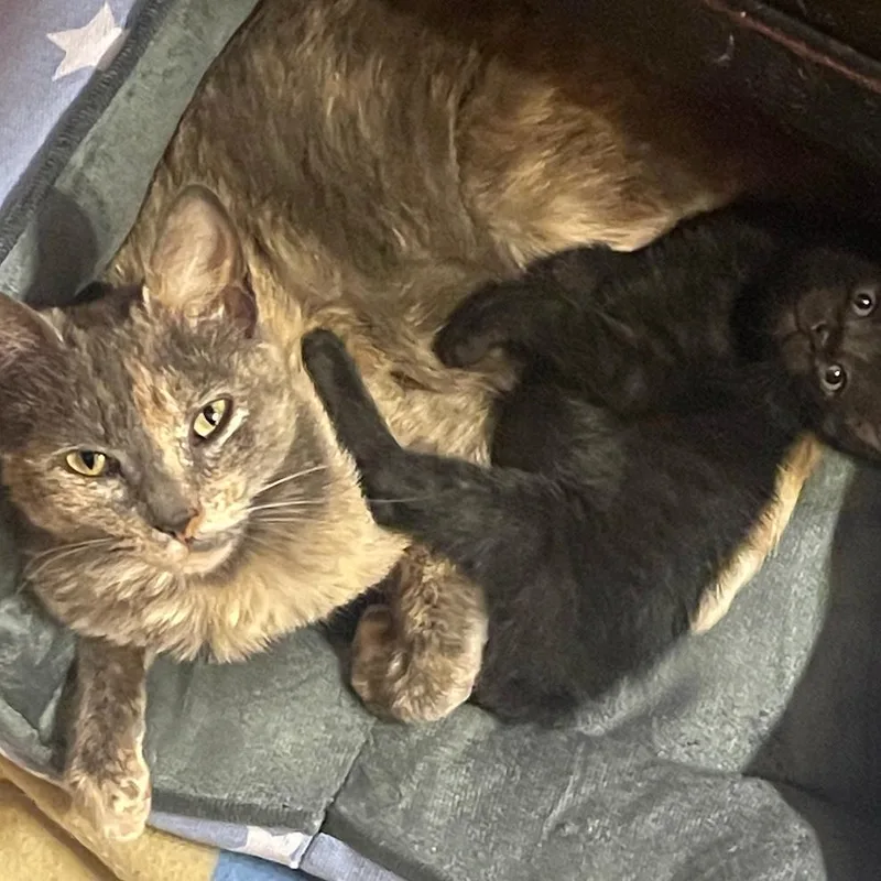 An adult medium-sized female Gray / Blue / Silver Domestic Short Hair cat named Boodledug for adoption in Chattanooga, TN