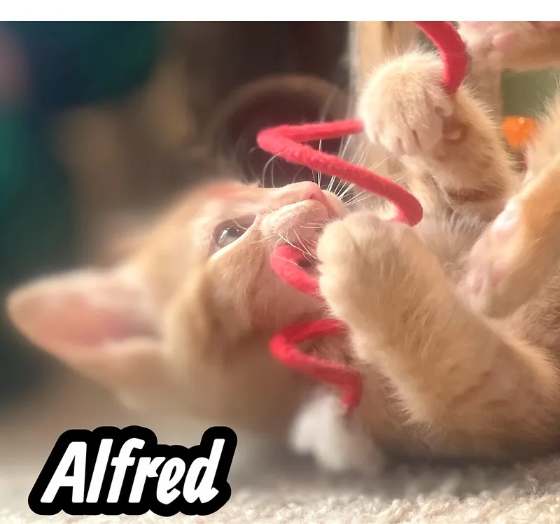 A baby medium-sized male Orange & White Tabby cat named Meet The Creamsicles for adoption in Newport, WA