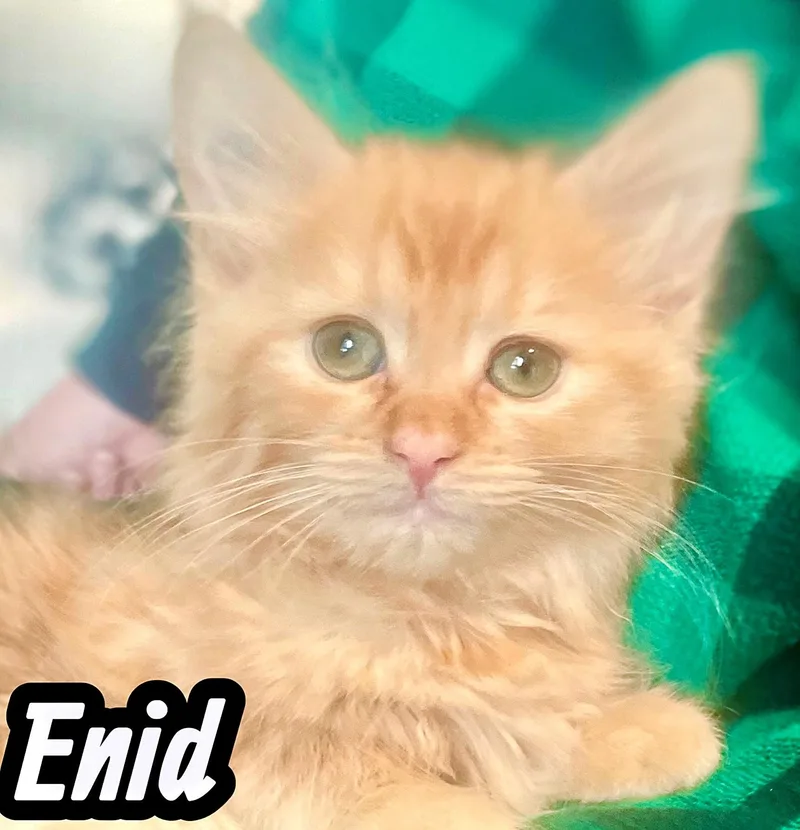 Meet The Creamsicles thumbnail 2
