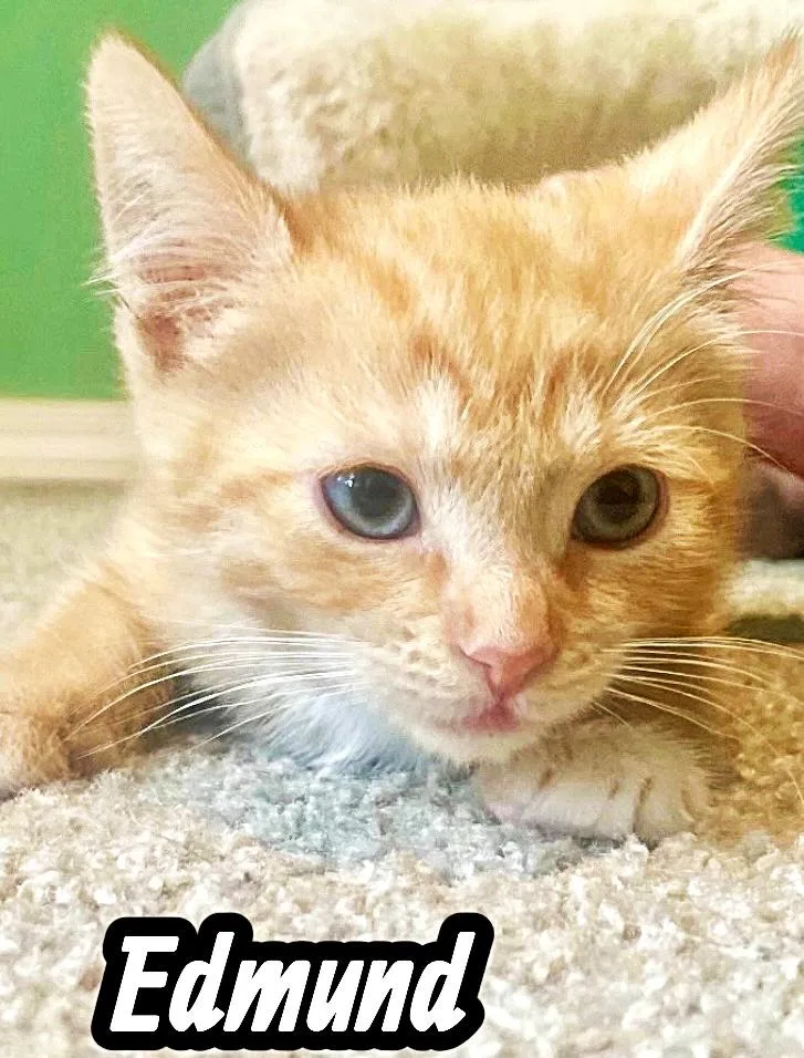 Meet The Creamsicles thumbnail 3
