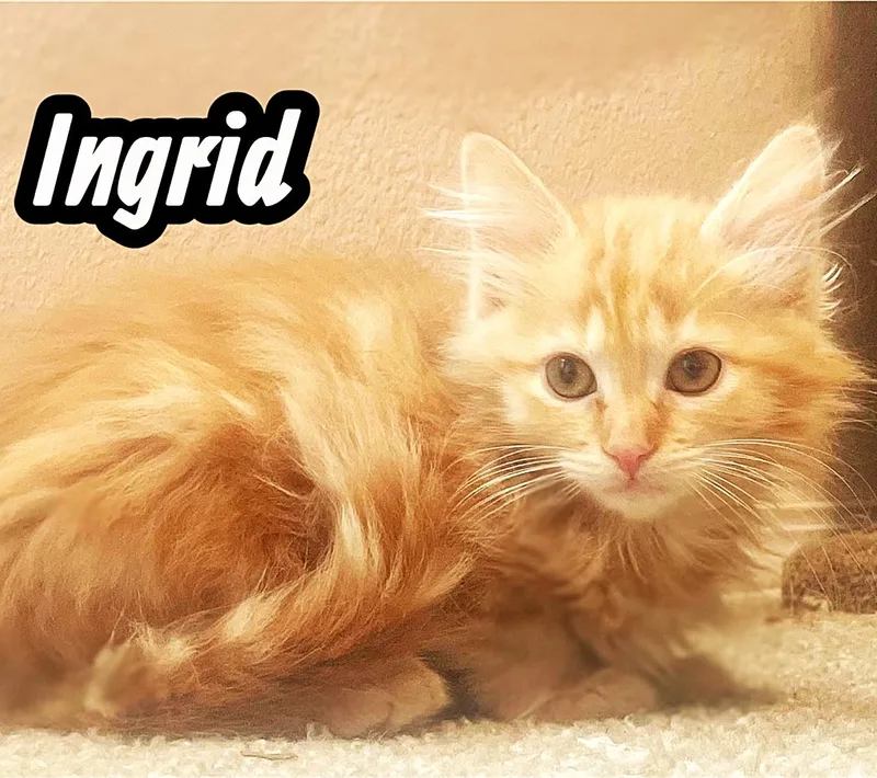 Meet The Creamsicles thumbnail 5