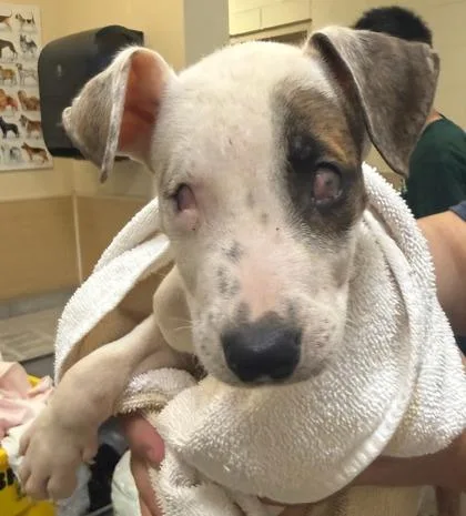 A baby small-sized male Mixed Breed dog named Stevie for adoption in Honolulu, HI