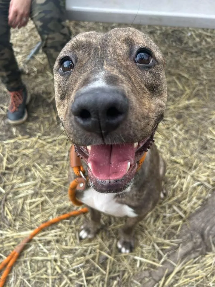 A senior medium-sized female Brindle Pit Bull Terrier dog named Saylor for adoption in Chicago, IL