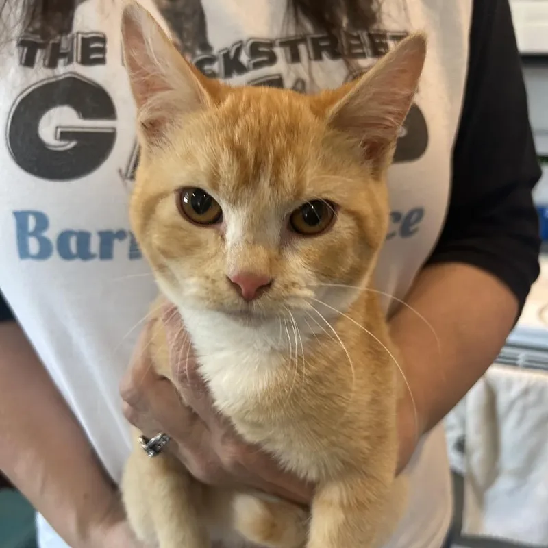 A baby small-sized female Orange / Red Domestic Short Hair cat named Paula Fha for adoption in Columbia, MO