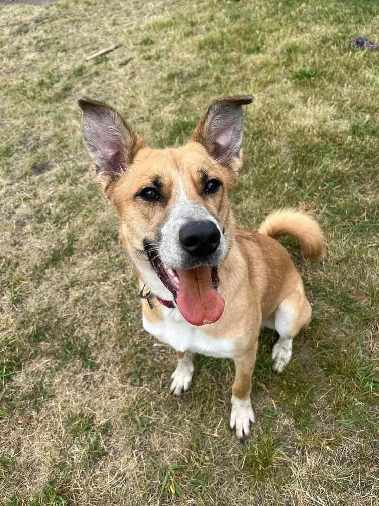 Strawberry thumbnail 2