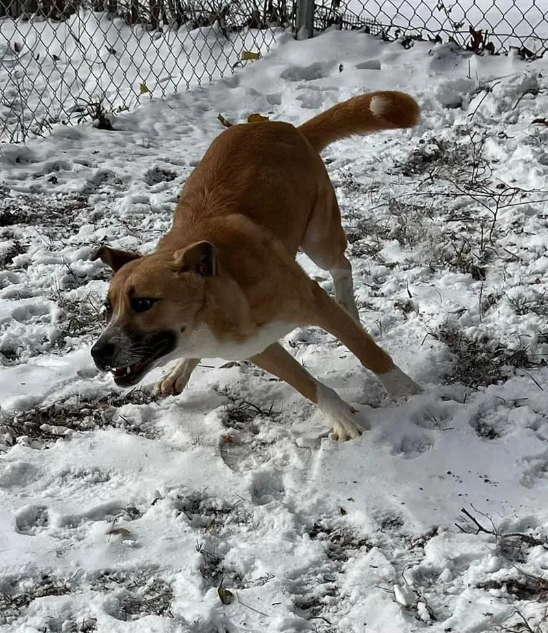 Strawberry thumbnail 3