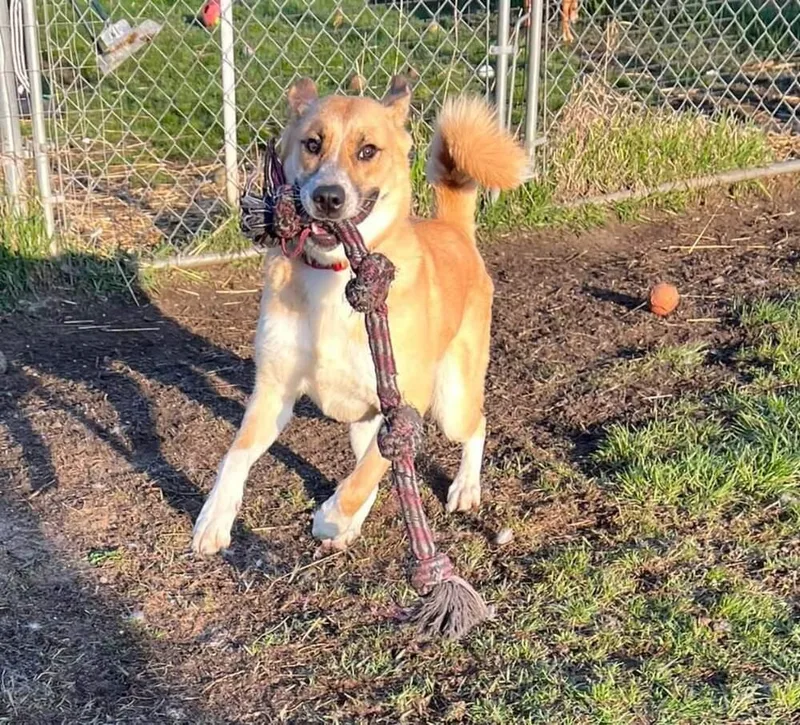 Strawberry thumbnail 4