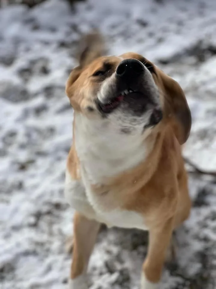 Strawberry thumbnail 5