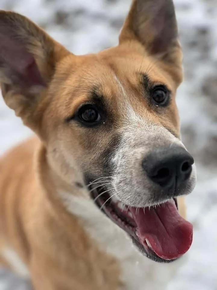 Strawberry thumbnail 6