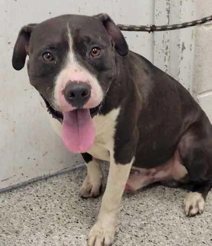 An adult large-sized male Black Pit Bull Terrier dog named Boulder for adoption in Kansas City, MO