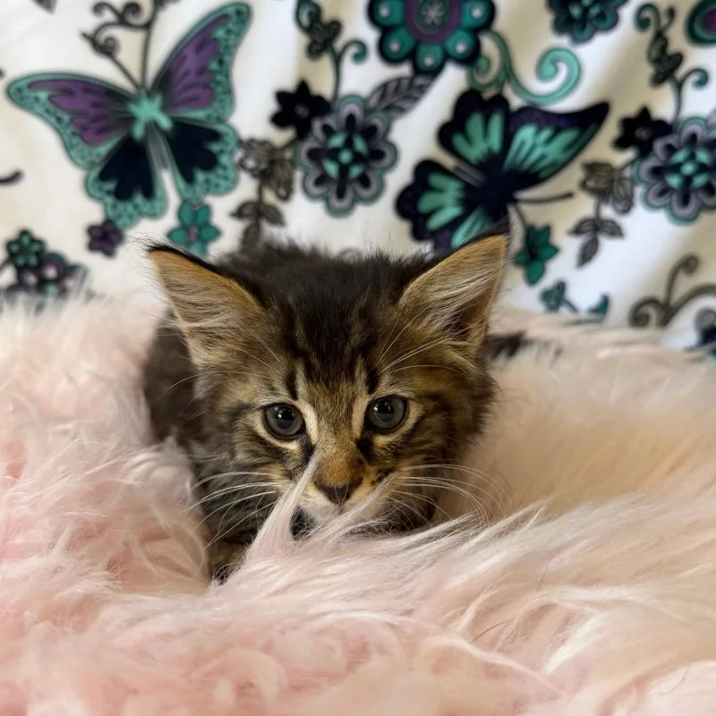 A baby small-sized male Black Domestic Medium Hair cat named Metal for adoption in Deerfield, IL
