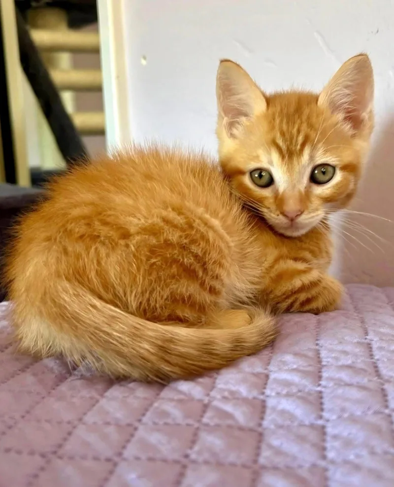 A baby medium-sized male Tabby (Orange / Red) Tabby cat named Lucien for adoption in Campbell, CA