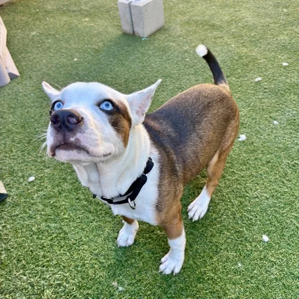 A young medium-sized male Staffordshire Bull Terrier dog named Loki for adoption in Oceanside, CA