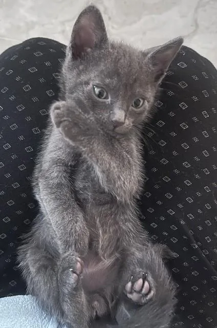 A baby large-sized male Domestic Short Hair cat named Emory for adoption in Camarillo, CA