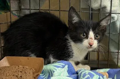 A baby small-sized male Domestic Short Hair cat named Ezra for adoption in Honolulu, HI