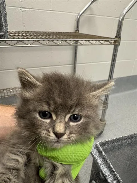 A baby small-sized male Domestic Short Hair cat named Bilbo for adoption in Indianapolis, IN