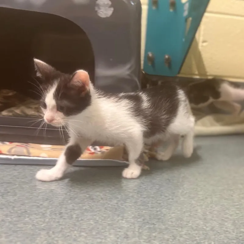 A baby small-sized male Black Domestic Short Hair cat named Frankie for adoption in Naples, FL