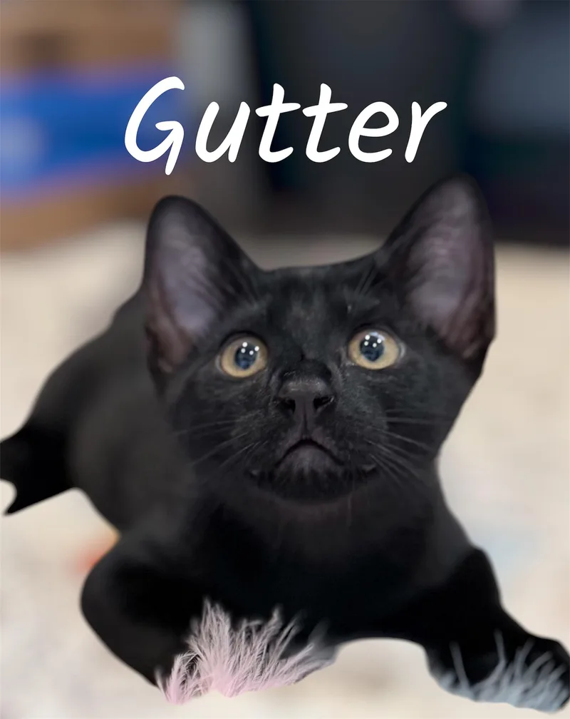A baby small-sized male Black Domestic Short Hair cat named Gutter for adoption in Auburn, CA