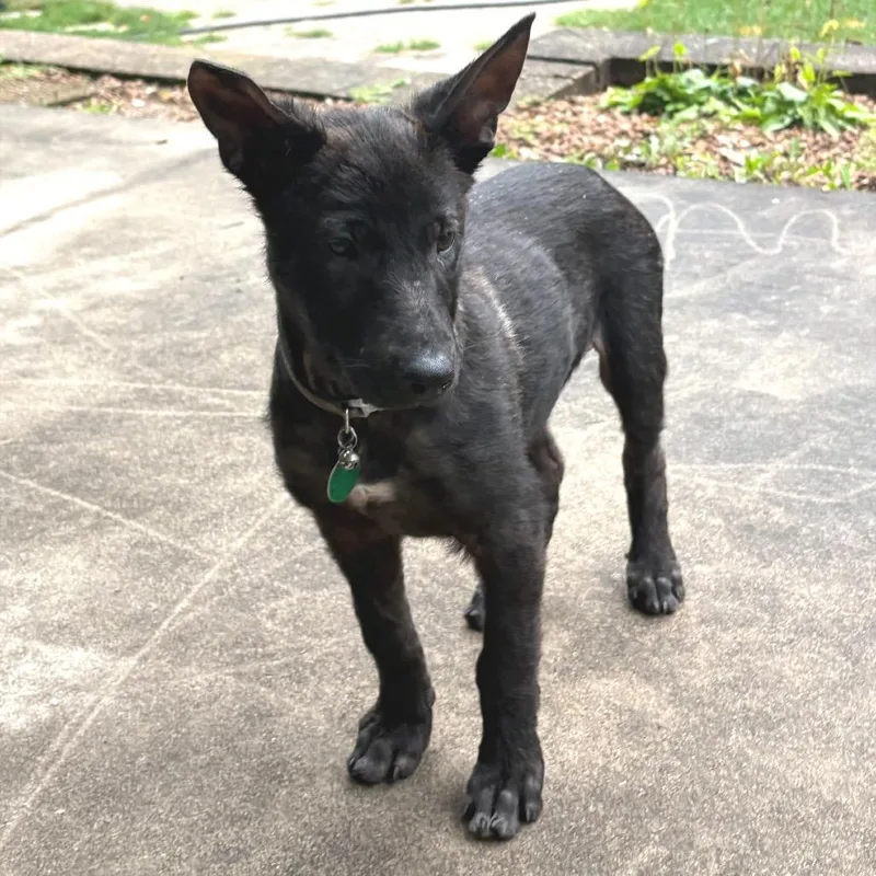 A baby small-sized male Black Mixed Breed dog named Cotopaxi for adoption in Buffalo, MN