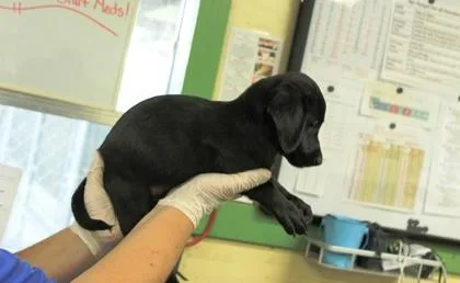 A baby medium-sized male Labrador Retriever dog named Frank for adoption in Picayune, MS