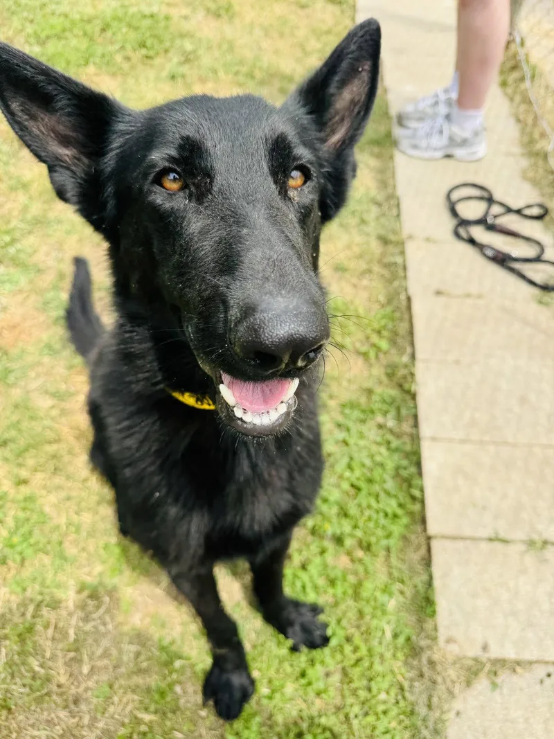Maverick
