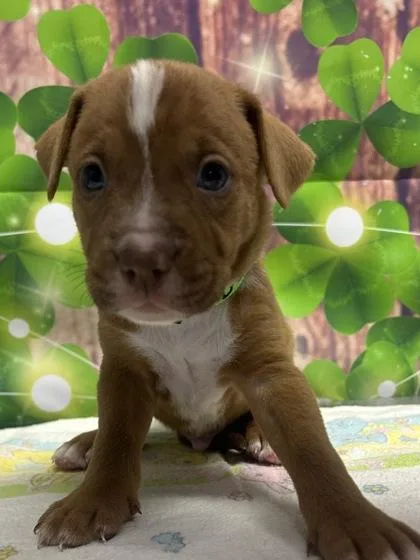 A young small-sized male Terrier dog named Dune for adoption in San Antonio, TX