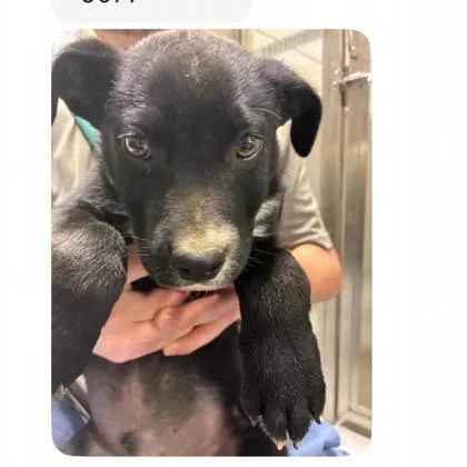 A baby small-sized male Mixed Breed dog named Pongo for adoption in West Chester, PA