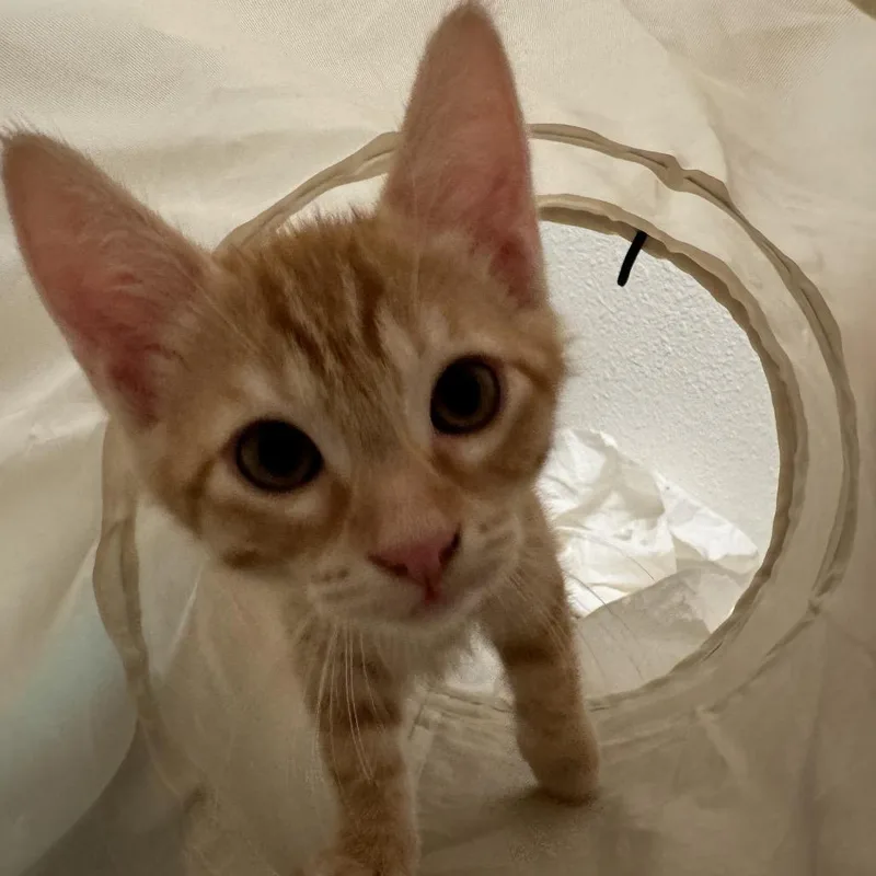 A baby small-sized male Orange / Red Domestic Short Hair cat named Fish for adoption in Tustin, CA