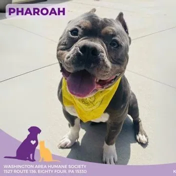 An adult medium-sized male Gray / Blue / Silver American Bully dog named Pharoah for adoption in Eighty Four, PA