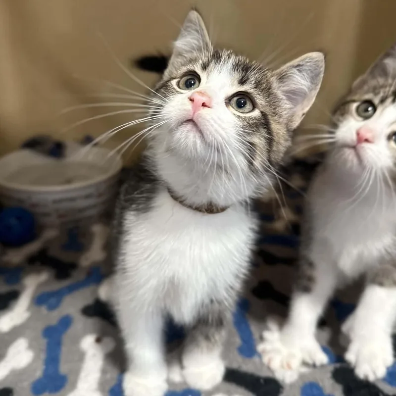 A baby medium-sized male Tabby (Brown / Chocolate) Domestic Short Hair cat named Pop Rocks for adoption in Penn Yan, NY