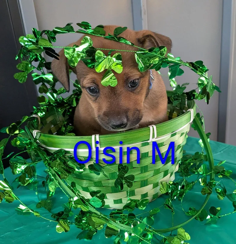 Oisin