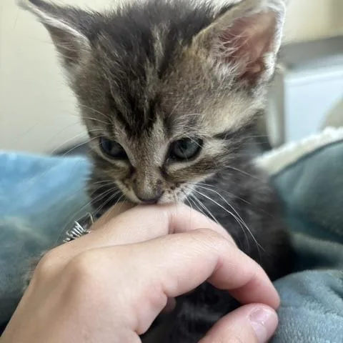 A baby small-sized female Gray / Blue / Silver Domestic Short Hair cat named Sweetie for adoption in Upland, CA